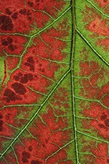 RF- Close up of Leaves of Red Oak (Quercus rubra) in autumn. October RF- Close up of Leaves of Red Oak (Quercus rubra) in autumn. October