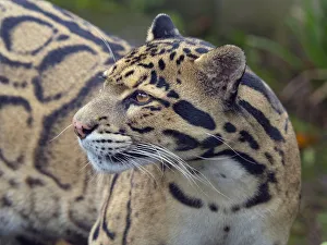 RF - Clouded leopard (Neofelis nebulosa) portrait. Captive RF - Clouded leopard (Neofelis nebulosa) portrait. Captive