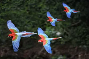 RF - Four colourful Red-and-green macaws or Green-winged macaws (Ara chloropterus RF - Four colourful Red-and-green macaws or Green-winged macaws (Ara chloropterus