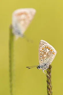 RF - Common blue butterflies (Polyommatus icarus) resting on a backlit grass, evening light RF - Common blue butterflies (Polyommatus icarus) resting on a backlit grass, evening light