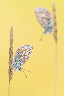 RF - Common blue butterflies (Polyommatus icarus) resting on grass. Vealand Farm, Devon, UK RF - Common blue butterflies (Polyommatus icarus) resting on grass. Vealand Farm, Devon, UK