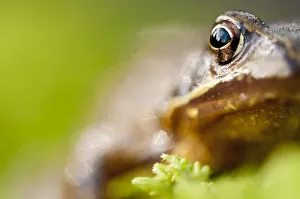 RF- Common frog (Rana temporaria) portrait, Cornwall, UK, January RF- Common frog (Rana temporaria) portrait, Cornwall, UK, January