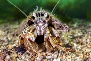 RF - Common hermit crab (Pagurus bernhardus) scuttles over the seabed RF - Common hermit crab (Pagurus bernhardus) scuttles over the seabed