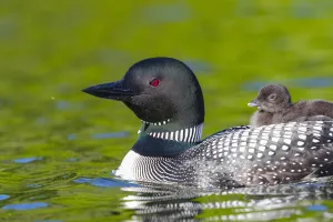 RF - Common loon (Gavia immer) with chick on back. Michigan, USA. June RF - Common loon (Gavia immer) with chick on back. Michigan, USA. June