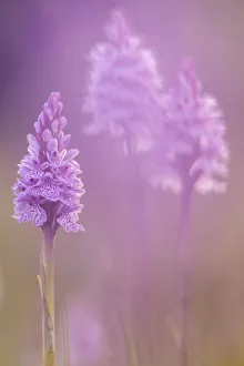 RF - Common spotted orchids (Dactylorhiza fuchsii), Volehouse nature reserve, Devon, UK, June RF - Common spotted orchids (Dactylorhiza fuchsii), Volehouse nature reserve, Devon, UK, June