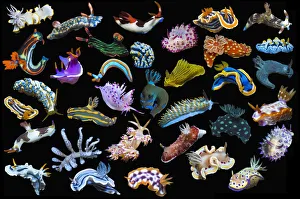 RF - Composite image of tropical nudibranchs on a black background showing variety and abundance of nudibranch species RF - Composite image of tropical nudibranchs on a black background showing variety and abundance of nudibranch species