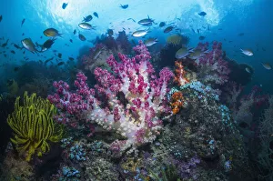 RF - Coral reef with Soft corals (Dendronephthya sp) and fish, West Papua, Indonesia RF - Coral reef with Soft corals (Dendronephthya sp) and fish, West Papua, Indonesia