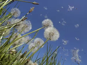 RF - Dandelion (Taraxacum officinale) seeds blowing in the wind, England, UK. May RF - Dandelion (Taraxacum officinale) seeds blowing in the wind, England, UK. May
