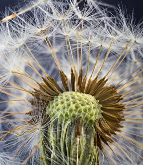 RF- Dandelion (Taxaxacum officinale) close up of seed head RF- Dandelion (Taxaxacum officinale) close up of seed head