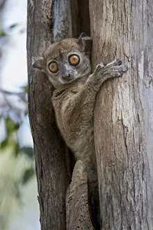 RF - Daraina Sportive Lemur (Lepilemur milanoii) in day time rest tree hole in dry forest RF - Daraina Sportive Lemur (Lepilemur milanoii) in day time rest tree hole in dry forest