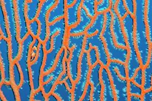 RF - Denises pygmy seahorse (Hippocampus denise) looks out from its home in a sea fan RF - Denises pygmy seahorse (Hippocampus denise) looks out from its home in a sea fan