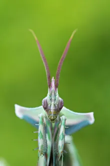 RF - Devils flower mantis (Idolomantis diabolica) male, captive, occurs in Africa RF - Devils flower mantis (Idolomantis diabolica) male, captive, occurs in Africa