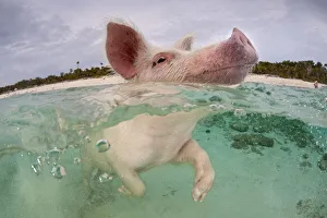 RF- Domestic pig (Sus domestica) swimming in sea. Exuma Cays, Bahamas. Tropical West Atlantic Ocean RF- Domestic pig (Sus domestica) swimming in sea. Exuma Cays, Bahamas. Tropical West Atlantic Ocean