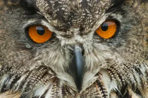 RF - Eagle owl (Bubo bubo) close-up of head. Captive, Netherlands. August RF - Eagle owl (Bubo bubo) close-up of head. Captive, Netherlands. August