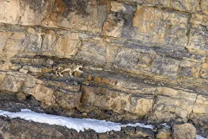RF - Elderly male snow leopard (Panthera uncia) stalking Siberian ibex (Capra sp.) RF - Elderly male snow leopard (Panthera uncia) stalking Siberian ibex (Capra sp.)