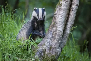 RF - European Badger (Meles meles) foraging at tree trunk in deciduous woodland. Mid Devon, UK RF - European Badger (Meles meles) foraging at tree trunk in deciduous woodland. Mid Devon, UK