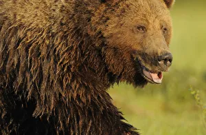 RF- European brown bear (Ursus arctos) with mouth open, Kuhmo, Finland. July RF- European brown bear (Ursus arctos) with mouth open, Kuhmo, Finland. July
