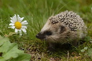 RF- European hedgehog (Erinaceus europaeus) orphan, Jarfalla, Sweden. August RF- European hedgehog (Erinaceus europaeus) orphan, Jarfalla, Sweden. August