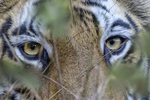 RF - Eyes / face of female Bengal tiger (Panthera tigris tigris RF - Eyes / face of female Bengal tiger (Panthera tigris tigris