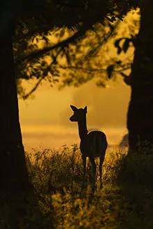 RF- Fallow deer (Dama dama) doe at sunrise during rut, Deer Park, Holkham, Norfolk, UK, October RF- Fallow deer (Dama dama) doe at sunrise during rut, Deer Park, Holkham, Norfolk, UK, October