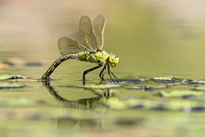 RF - Female emperor dragonfly (Anax imperator) laying eggs on garden pond, Broxwater, Cornwall, UK RF - Female emperor dragonfly (Anax imperator) laying eggs on garden pond, Broxwater, Cornwall, UK