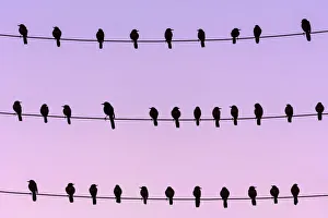 RF - Flock of Boat-tailed grackle (Quiscalus major) on wires at dawn. Crystal River RF - Flock of Boat-tailed grackle (Quiscalus major) on wires at dawn. Crystal River