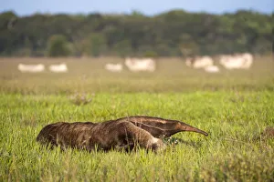 RF - Giant anteater (Myrmecophaga tridactyla) walking on ranch RF - Giant anteater (Myrmecophaga tridactyla) walking on ranch