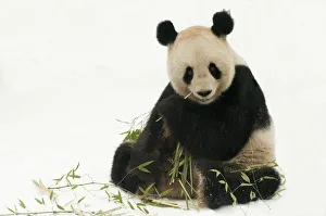 RF- Giant panda (Ailuropoda melanoleuca) feeding on bamboo in snow. Captive born in 2000 RF- Giant panda (Ailuropoda melanoleuca) feeding on bamboo in snow. Captive born in 2000