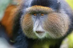 Uganda Wildlife Photography Prints: RF - Golden monkey (Cercopithecus kandti) portrait