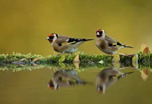 RF- Goldfinch (Carduelis carduelis) reflected in pool, Worcestershire. November RF- Goldfinch (Carduelis carduelis) reflected in pool, Worcestershire. November