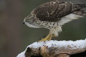 RF - Goshawk (Accipiter gentilis) juvenile on snow covered branch RF - Goshawk (Accipiter gentilis) juvenile on snow covered branch