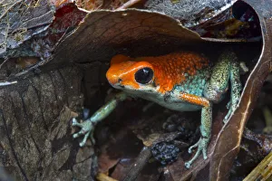 RF - Granular poison frog (Oophaga granulifera) RF - Granular poison frog (Oophaga granulifera)