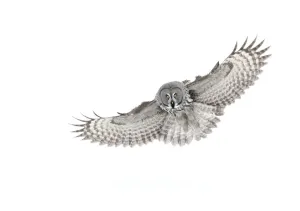 RF- Great grey owl (Strix nebulosa) in flight, Finland, March RF- Great grey owl (Strix nebulosa) in flight, Finland, March