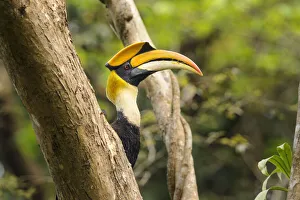 RF - Great Indian Hornbill (Buceros bicornis) in forest canopy. Kaziranga National Park, Assam, India RF - Great Indian Hornbill (Buceros bicornis) in forest canopy. Kaziranga National Park, Assam, India