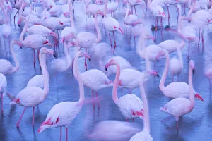 RF - Greater flamingo (Phoenicopterus roseus) flock blurred, Camargue, France RF - Greater flamingo (Phoenicopterus roseus) flock blurred, Camargue, France