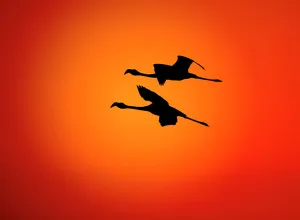 RF- Two Greater flamingos (Phoenicopterus ruber) flying across sunset sky, Namibia RF- Two Greater flamingos (Phoenicopterus ruber) flying across sunset sky, Namibia