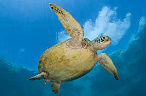 RF - Green sea turtle (Chelonia mydas) beneath clouds. Sipadan Island, Sabah, Borneo, Malaysia RF - Green sea turtle (Chelonia mydas) beneath clouds. Sipadan Island, Sabah, Borneo, Malaysia