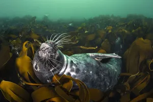 RF - Grey seal (Halichoerus grypus) relaxing in a bed of kelp (Laminaria digitata) RF - Grey seal (Halichoerus grypus) relaxing in a bed of kelp (Laminaria digitata)