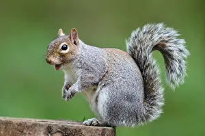Grey Squirrel Prints: RF - Grey squirrel (Sciurus carolinensis) sitting on tree stump