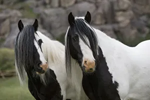 RF - Two Gypsy vanner geldings standing together looking away, Greyrock, Wyoming, USA RF - Two Gypsy vanner geldings standing together looking away, Greyrock, Wyoming, USA