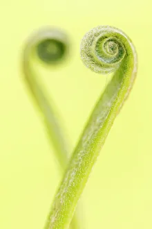 RF - Harts tongue fern (Phyllitis scolopendrium) leaf unfurling RF - Harts tongue fern (Phyllitis scolopendrium) leaf unfurling
