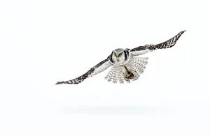 RF- Hawk owl (Surnia ulula) in flight, Finland. March RF- Hawk owl (Surnia ulula) in flight, Finland. March