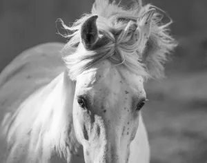 RF - Head and mane of grey Andalusian stallion running in bullfighting arena, Southern Spain RF - Head and mane of grey Andalusian stallion running in bullfighting arena, Southern Spain