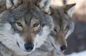 RF- Head portrait of a European grey wolf (Canis lupus), with a second in the background RF- Head portrait of a European grey wolf (Canis lupus), with a second in the background