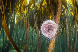 RF - Herbivorous common sea urchin (Echinus esculentus) grazes in a kelp RF - Herbivorous common sea urchin (Echinus esculentus) grazes in a kelp