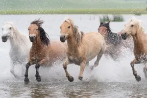 2020 may highlights/rf herd horses running water bashang grassland 2020 may highlights/rf herd horses running water bashang grassland
