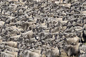 RF - Herds of White-bearded wildebeest (Connochaetes taurinus albojubatus RF - Herds of White-bearded wildebeest (Connochaetes taurinus albojubatus