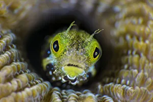 RF - High magnification photo of Secretary blenny (Acanthemblemaria maria RF - High magnification photo of Secretary blenny (Acanthemblemaria maria