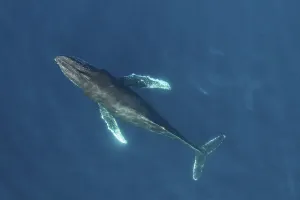 RF Humpback whale (Megaptera novaeangliae) aerial view. Baja California, Mexico RF Humpback whale (Megaptera novaeangliae) aerial view. Baja California, Mexico