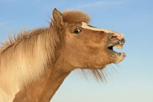 RF- Icelandic horse showing flehmen response, Iceland. July RF- Icelandic horse showing flehmen response, Iceland. July